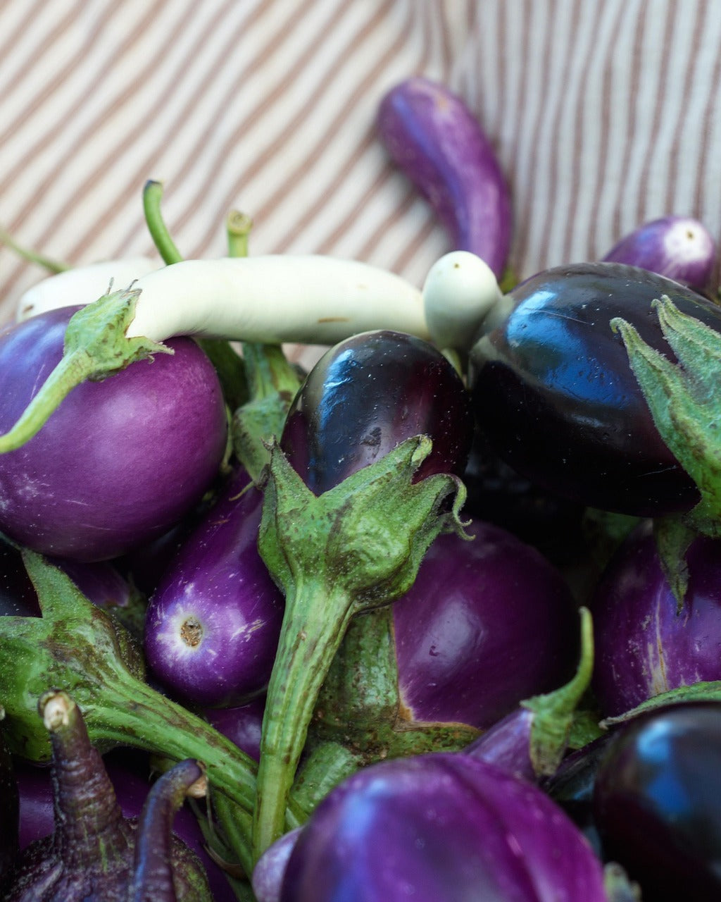 Brinjal Small (बैंगन)