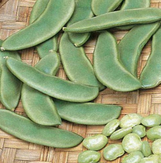 Legume(सेम फली)