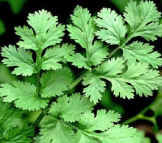 Coriander (धनिया)