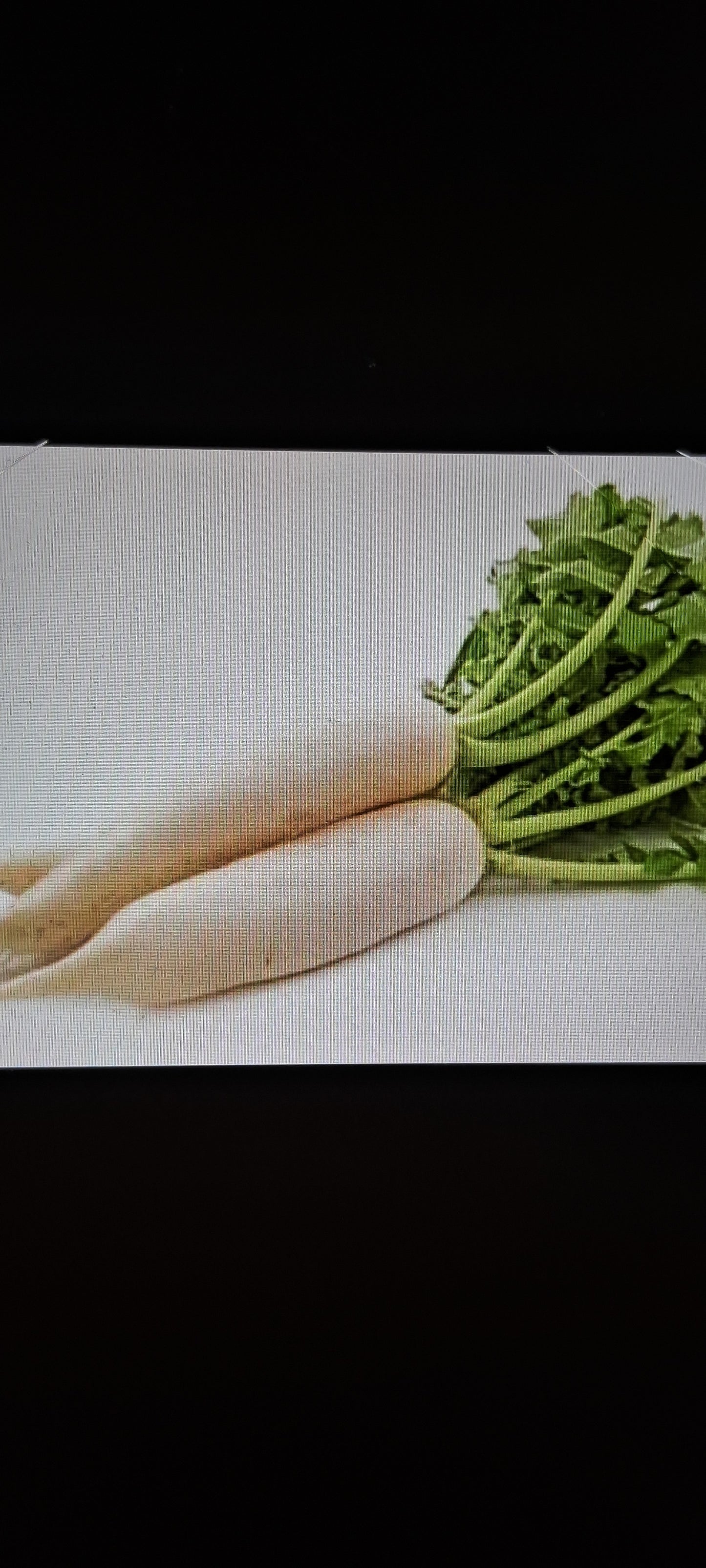 Radish (मूली)