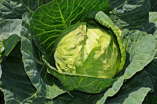 Cabbage (पत्ता गोबी)